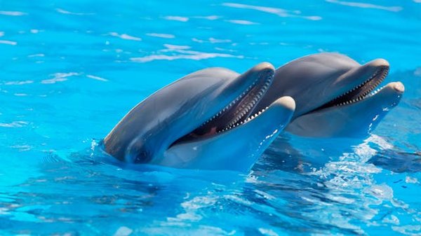 Où trouver les meilleures expériences de plongée avec les dauphins aux Bahamas ?